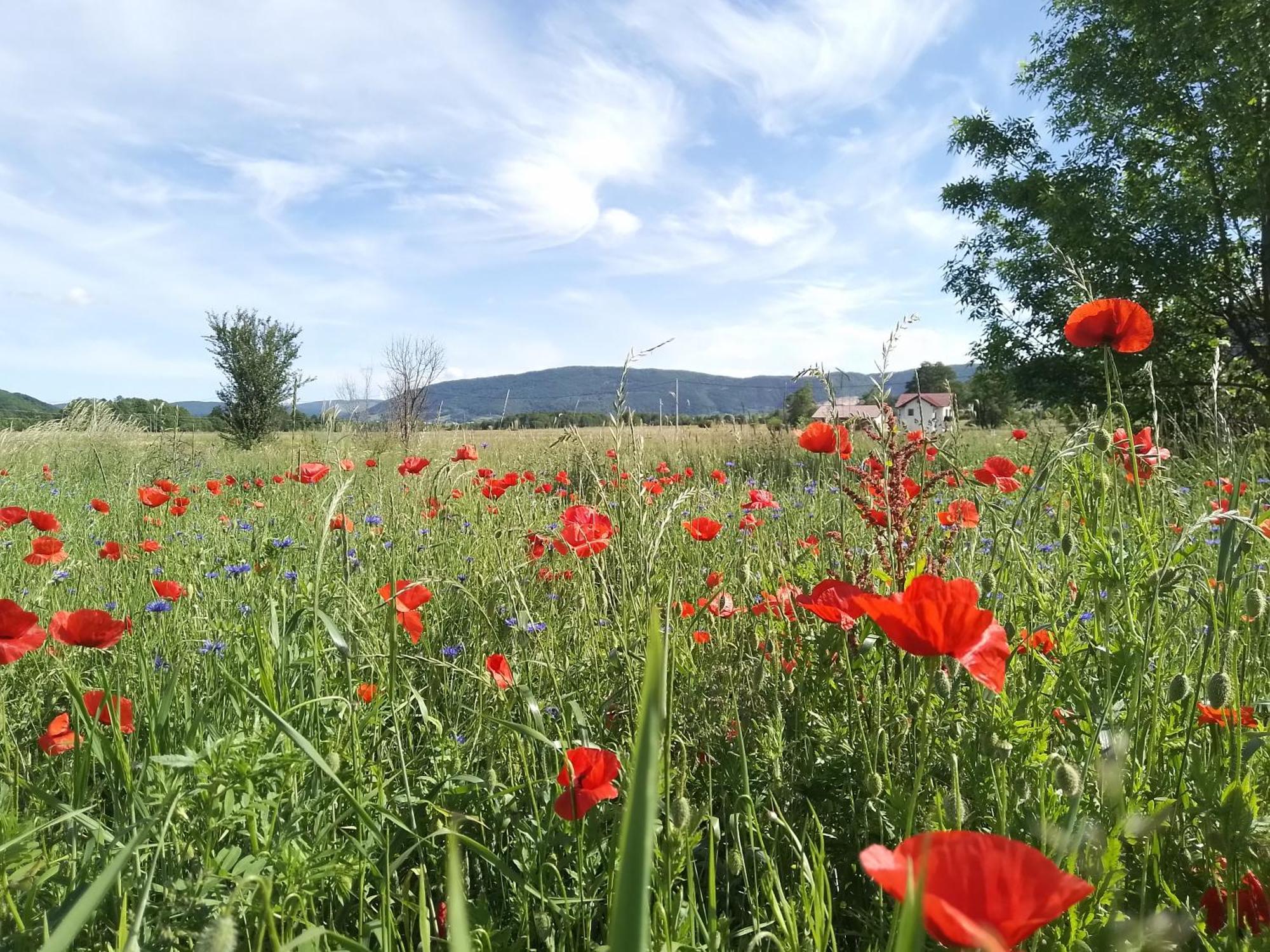 Holiday Park Zelenkovac Podrasnica 외부 사진