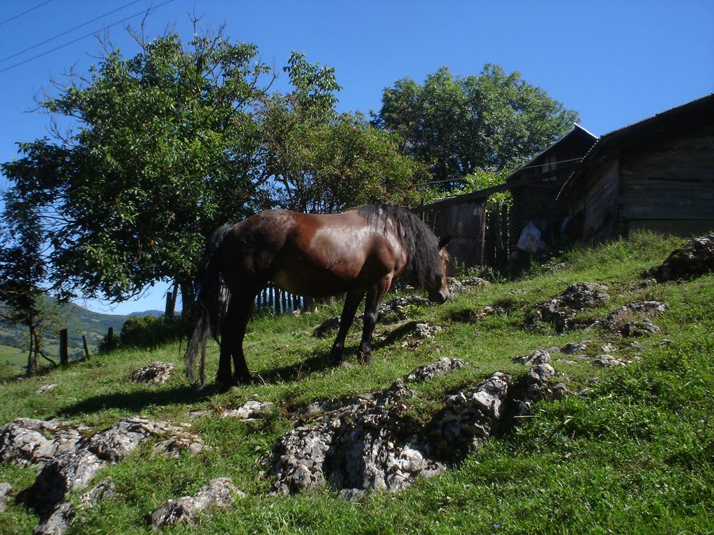 Holiday Park Zelenkovac Podrasnica 외부 사진